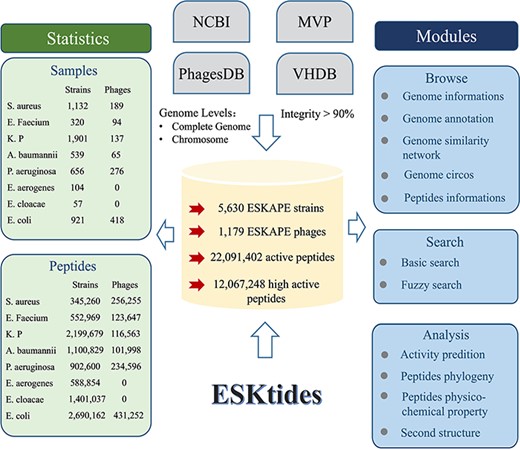 Overall design of ESKtides. ESKtides curated metadata information from NCBI, MVP, VHDB and PhagesDB, and the data in these four databases are subjected to the following procedures. First, for ESKAPE strains, we filter incomplete assembly to ensure the accuracy of mining. Second, for ESKAPE phages, we downloaded the phage genome corresponding to their strains (phages are isolated from corresponding strains) from MVP, PhagesDB, VHDB and marked as corresponding phages. All raw data were processed by using a standard pipeline. ESKtides includes ‘Browse’, ‘Search’, ‘Download’ and ‘Submission’.