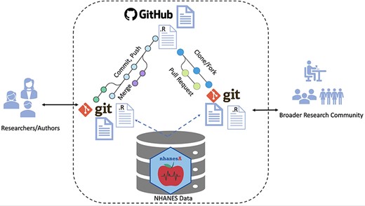 Workflow for ensuring transparent and reproducible research: (i) authors use Rmarkdown and R files, managed with Git version control for organization and collaboration. The nhanesA package facilitates NHANES access. Git and GitHub facilitate this by archiving and source code control. (ii) Work is committed, pushed and made public on GitHub in the form of Rmarkdown and R files. (iii) Anyone who wants to reproduce the work can fork or clone the repository to reproduce or expand upon the work. External users can access the NHANES database in the same way as the original authors. Contributions or extensions can be integrated via pull requests and subsequent merging.