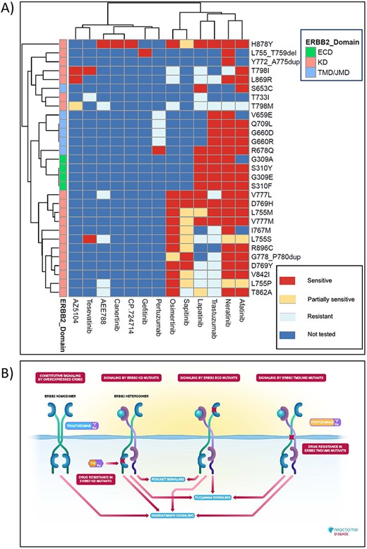 High-level graphical summary of Reactome’s ERBB2 cancer variants content. (A) Heatmap representation of Reactome electronic textbook knowledge on the sensitivity of different ERBB2 cancer variants to ERBB2-targeted anti-cancer therapeutics. The heatmap was generated using the R package pheatmap with default settings. (B) Interactive textbook style diagram for ‘Signaling by ERBB2 in Cancer’ pathway.