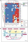 High-level graphical summary of Reactome’s ERBB2 cancer variants content. (...