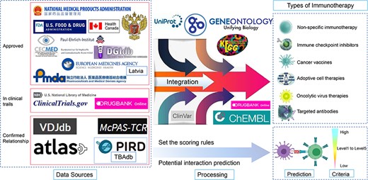 Flowchart of the DIRMC database. From left to right, there are three sections: data sources, data processing and the final database structure, including six types of immunotherapy developed, MHC–peptide and peptide–TCR binding affinity prediction and the reliability scoring system established. The data sources include approved immunotherapy for the target protein, immunotherapy targeting specific proteins that are still in the clinical trial phase and data resources related to these target proteins from experimentally confirmed or high-throughput sequencing data.