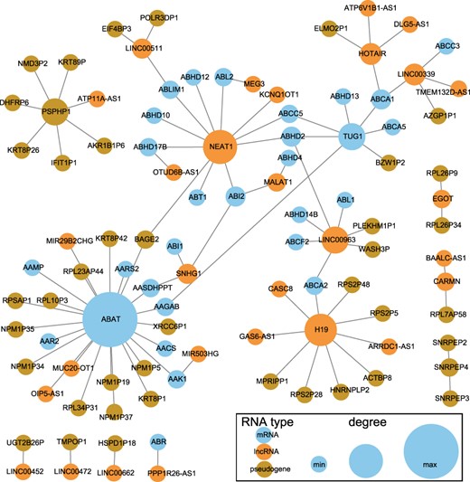 CeRNA network of prognostic markers. The blue nodes represent mRNAs, the orange nodes represent lncRNAs and the dark gold nodes represent pseudogenes. The node size is proportional to its degree in the ceRNA network.