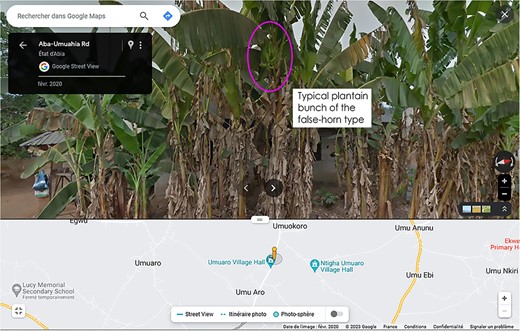 Spotting a plantain plant in a village in Ghana using Google Street View