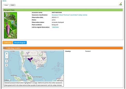 In situ observation of Musa in Thailand