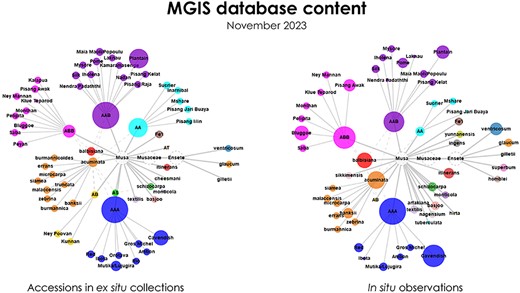Diagram illustrating the in situ and ex situ taxonomic diversities of bananas in MGIS