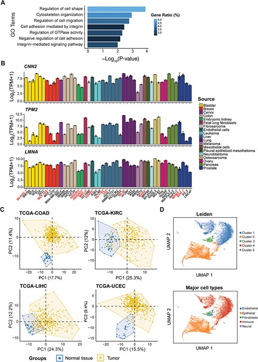 Functional enrichment analysis of candidate genes with predictive potential in cell mechanics, and demonstration of their ability to distinguish TCGA samples and major cell types.