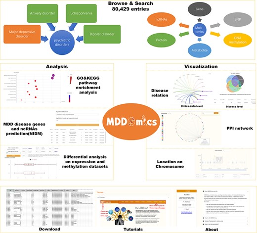 Figure 1 shows the overall framework of the MDDOmics database, illustrating seven types of user interfaces. At the top, two network diagrams show that the data types in the database’s browse and search interfaces are from four psychiatric disorders related to multi-omics, including gene, SNP, protein, ncRNA, metabolite, and DNA methylation. Below, several panels display different functionalities: the ‘Analysis’ panel includes a bubble graph for GO & KEGG pathway enrichment analysis, a table of predicted MDD disease genes, and a boxplot for differential analysis. The ‘Visualization’ panel shows different types of omics data visualizations, including disease-data relationships, PPI networks and chromosomal locations. The bottom of the figure provides interfaces for downloading data, tutorials, and information about the database.