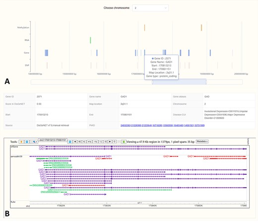 Figure 3 shows the location visualization interface for MDD-related biological factors on different chromosomes. Panel A displays a bar graph that maps the chromosomal locations of these factors, with each bar representing different types of omics (methylation, RNA, gene, SNP). A dropdown menu allows for the selection of different chromosomes. The GAD1 gene on chromosome 2 is shown as an example here, showing that hovering over GAD1’s region reveals essential details like the gene’s name, ID, and exact locations. Panel B activates when clicking GAD1’s region in Panel A, which displays a detailed table with extensive information about GAD1, as well as a genomic region map with refGene and gencodeV39 tracks.