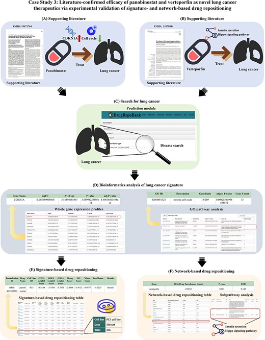 Case study 3: Literature-confirmed efficacy of panobinostat and verteporfin as novel lung cancer therapeutics via experimental validation of signature- and network-based drug repositioning. (A) Literature shows that panobinostat is a potential drug for lung cancer treatment affecting both the cell cycle and CDKN1A. (B) Verteporfin has been demonstrated in previous studies to effectively restrain the proliferation and migration of lung cancer cells by modulating the Hippo signaling pathway and insulin secretion. (C) ‘Disease Search’ for lung cancer. (D) The bioinformatics analysis reveals CDKN1A, a cell cycle regulator, is up-regulated, and the cell cycle pathway is enhanced in lung cancer patients. (E) Based on signature-based drug repositioning, we sorted the results by ‘RowMean’ and found panobinostat with a relatively high score (Rowmean = –3.4225, ranking = 30th). (F) Based on the network-based drug repositioning, we sorted the results by DES and found verteporfin with a relatively low score (DES = –0.9635, ranking = seventh). Besides, the ‘Subpathway Analysis’ found two possible subpathways for lung cancer: the Hippo signaling pathway and insulin secretion.