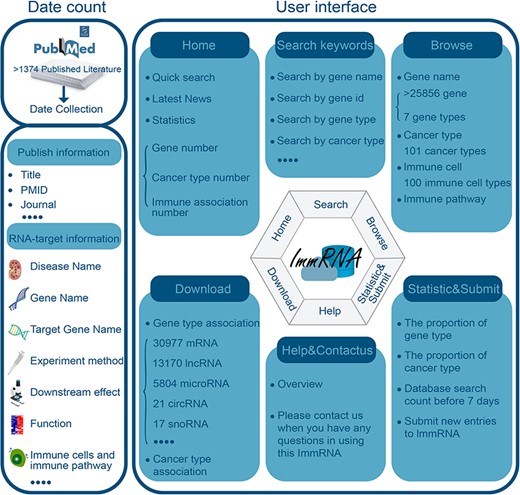 The workflow of the construction of the ImmRNA.