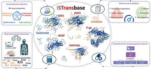 Graphical abstract of ISTransbase. ISTransbase provides comprehensive and detailed information on drug transporters and their inhibitors/substrates.
