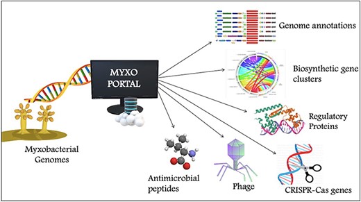 MyxoPortal work-flow diagram: the MyxoPortal database offers vast amounts of integrated genomic information, such as genome annotations, BGCs, AMPs, regulatory proteins (which include OCSs, TCSs, TFs and DNA-binding proteins), CRISPR genes and phage genes of myxobacteria.