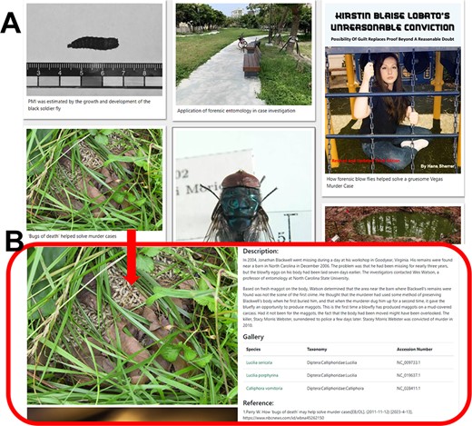Detailed description of the ‘Case base’ module. (A) Case picture introduction. (B) Details of the case and the necrophagous insects involved.