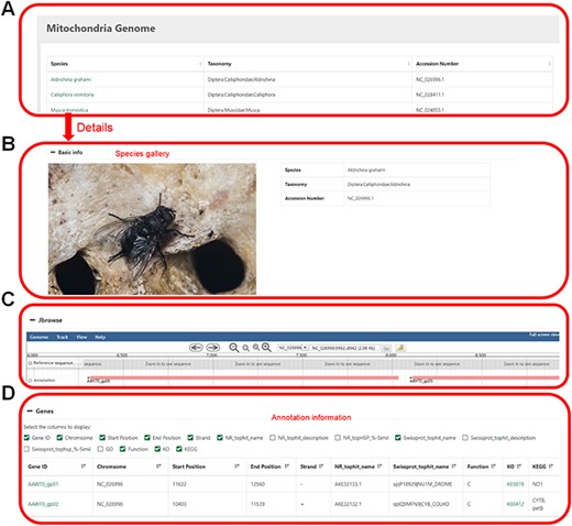 Mitochondrial genome information. (A) Selected species by name, taxonomic category or accession number. (B) Basic information of the mitochondrial genome. (C) Visual genome browser and coding genes of the mitochondrial genome. (D) Annotation information of the genome.