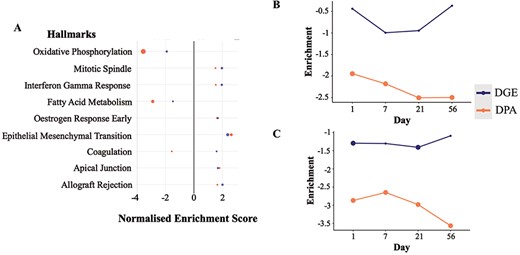 Enrichment scores from the differential gene and protein expression analyses for the significantly regulated MSigDB Hallmarks sets in DGE and DPA (A, TAC versus Sham). Time-resolved enrichment scores for ‘Fatty Acid Metabolism’ (B) and ‘Oxidative Phosphorylation’ (C) across time. Significant enrichment scores (P ≤ 0.1) have been highlighted with larger filled circles in the plot.