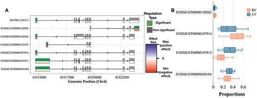 DEX and DTU Views of Tpm2 gene. (A) Differential expression of individual exons of Tpm2 genes and transcripts for the RV versus LV comparisons. For each exon, the top half indicates whether the differential expression is significant or not, while the bottom half indicates the level of change (blue if we have a positive size effect and red for a negative size effect). (B) Box plot showing the differences in usage between RV and LV of Tpm2 transcripts.