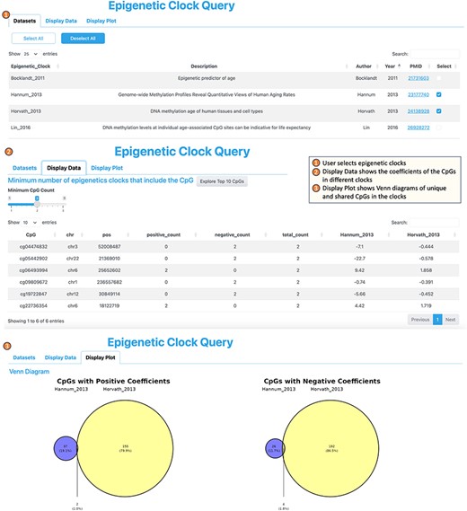 Workflow of the epigenetic clock query tool.