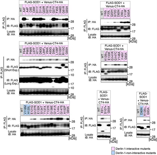 Analysis of the binding of 56 variants of SOD1 to Derlin-1(CT4). HEK293 cells were co-transfected with pcDNA3.0-variant of yellow fluorescent protein (Venus)-Derlin-1(CT4)-HA and various FLAG-SOD1 mutants. Lysates from the transfected cells were analysed by IP–IB with the indicated antibodies. +, insertion; ∆, deletion; L84F2, L84(TTG) to F(TTT); K128+1, c.383_384insACCC; K128+2, c.384_385insTGGG. Short Exp., Short exposure; Long Exp., Long exposure; IB, immunoblotting.