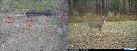 Images of white-tailed deer (Odocoileus virginianus) taken from an aerial perspective using a drone at 26 m above the ground level, with individuals circled in (a) and taken from a camera trap near the ground level (b).