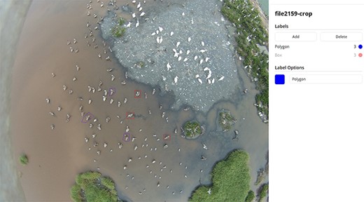 Labels of an image of brown pelicans (Pelecanus occidentalis) mixed with other species in the AWIR, annotated with bounding boxes as rectangular boxes or points defining polygons.
