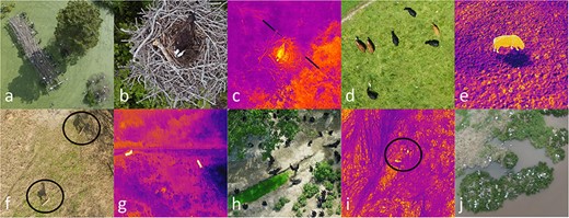 Images illustrating the diversity of mammalian and avian species in visible (RGB) and thermal images captured from drones available in the AWIR, including great egrets (Ardea alba, a), nesting osprey (Pandion haliaetus) visible (b), and thermal images (c), cattle egrets (Bubulcus ibis) and domestic cattle (Bos taurus) visible (d) and domestic cattle thermal images (e), white-tailed deer (Odocoileus virginianus) visible (f) and thermal images (g), black vultures (Coragyps atratus, h), thermal images of Northern bobwhite (Colinus virginianus) coveys (i), and nesting colonies of brown pelicans (Pelecanus occidentalis, j). Selected individuals are circled.