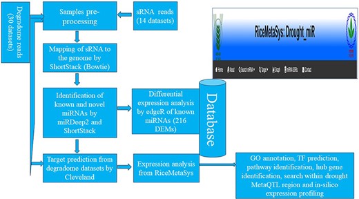 The workflow adopted for the construction of the relation database RiceMetaSys.