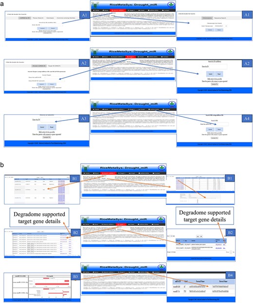 Snapshots of the database, RiceMetaSys: Drought_miR, demonstrating its utility in terms of search functionalities and the nature of outputs generated: A1: input search options (miRbase id, tissue, genotype, common among varieties, chromosome, sequence) for known and novel drought-stress-responsive miRNAs (DRMs); A2: input search options (miRbase id, target id, chromosome-wise) of target genes of DRMs; A3: graph for comparative expression of DRMs; A4: retrieval of SSRs from known DRMs B1: output for known and novel DRM search; B2: output for target genes of DRM search; B3; output for comparative expression profiling of DRMs: B4; output of SSR search of DRM.