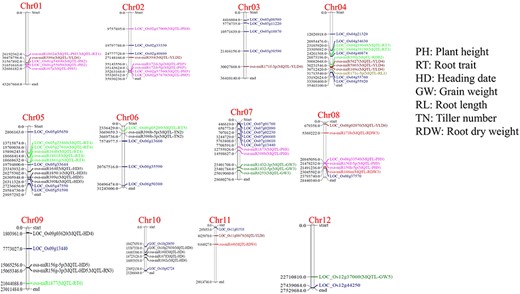 Chromosomal distribution of miRNAs and hub genes identified by network analysis of drought-responsive genes of DRMs and genes co-localized in the drought-responsive meta-QTL region.