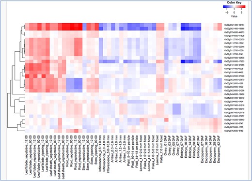 Spatio-temporal gene expression of hub the gene that co-localized in the drought-responsive meta-QTL region in various tissues/organs throughout growth stage in rice under field conditions (from RiceXpro).