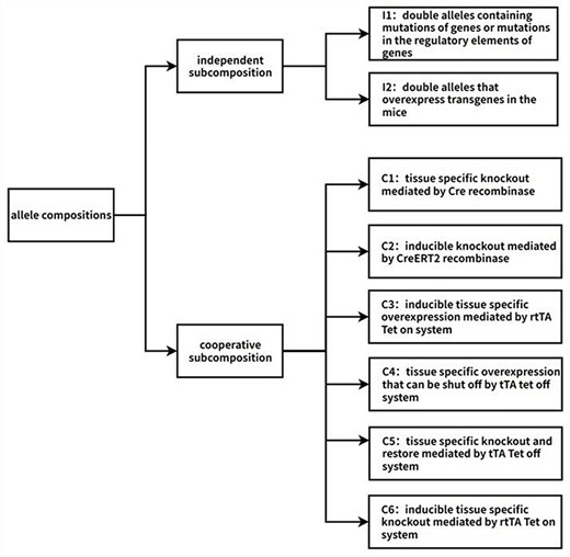 Flow chart of the algorithm of adding biological descriptions to allele compositions. The first step is to split allele compositions into two types of subcompositions: independent subcomposition and cooperative subcomposition. Independent subcompositions are the double alleles that act independently and can be categorized into two types: I1, double alleles containing mutations of genes or mutations in the regulatory elements of genes; I2, double alleles that overexpress transgenes in the mice. Cooperative subcompositions can be categorized into six types, namely C1: tissue-specific knockout mediated by Cre recombinase; C2: inducible knockout mediated by CreERT2 recombinase; C3: inducible tissue-specific overexpression mediated by the rtTA Tet-on system; C4: tissue-specific overexpression that can be shut off by the tTA Tet-off system; C5: tissue-specific knockout and restore mediated by the tTA Tet-off system; C6: inducible tissue-specific knockout mediated by the rtTA Tet-on system. Automated annotation is performed based on these categories. If some allele compositions do not belong to any category, they are screened out for manual annotation. So far, there are >60 000 machine-annotated allele compositions and >1500 manually annotated allele compositions.