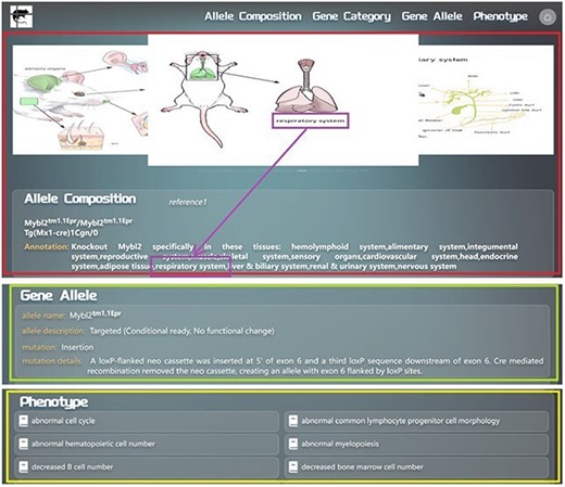 Detailed layout description of the information display page for searching or navigating to the allele composition Mybl2tm1.1Epr/Mybl2tm1.1Epr Tg(Mx1-cre)1Cgn/0 in the GMMID database. Redbox: self-information section of the allele composition on the information display page. Green box: gene allele information section on the information display page. Yellow box: phenotype information section on the information display page. Purple box: anatomical images of genetically modified mice corresponding to the mentioned tissues in the annotation. Blue box: links to references associated with this allele composition.