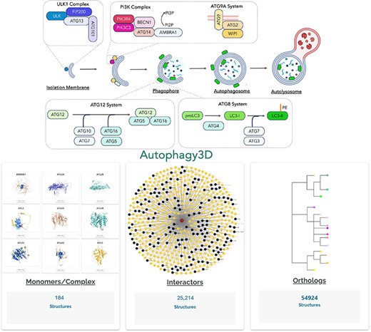 Alt text: Illustration of the autophagic pathway. Three major data components of Autophagy3D database along with the number of structures available.