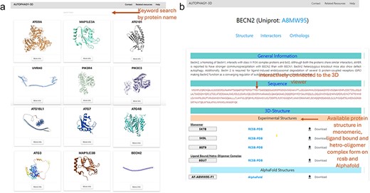 Alt text: 3A. Screen view of the main page displaying core autophagic proteins.3B. Screen view exhibiting the structural data available for BECN2 followed by description about the protein.