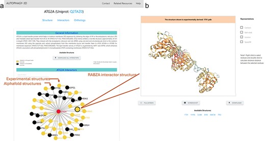 Alt text: 5A. Primary interactome network of ATG2A is colored according to the availability of experimental/AlphaFold structures.5B. Cartoon representation of the selected interactor.