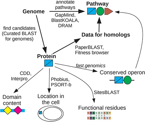 Overview of interactive tools. If you are interested in whether the genome encodes a specific capability, look at pathway annotations from GapMind, or search for candidate proteins that might have a specific function using Curated BLAST for genomes. Once you are interested in a specific protein, search for homologs of known function or for homologs with mutant phenotypes. If data for close homologs are available, this will often suggest a role for the protein. Otherwise, look for protein domains, predicted localization, known functional residues, and conserved operons. These approaches can give complementary hints as to the protein’s function. For details and links, see Supplementary Table S1.
