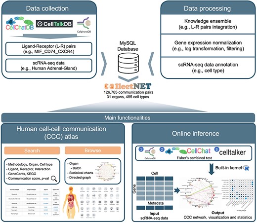 Overview of the collectNET website, an all-in-one web server for integrated inference of CCC network, with efficient calculation, hierarchical browsing, comprehensive statistics, advanced search capabilities, and intuitive visualization.