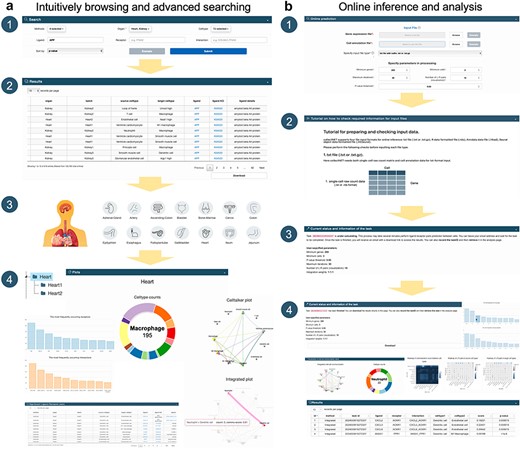 collectNET demonstrates a diverse range of capabilities in new data mining, helping to understand the signaling pathways in which this gene plays a role, the human organs in which it is most likely involved in CCC, and the nature of its function.