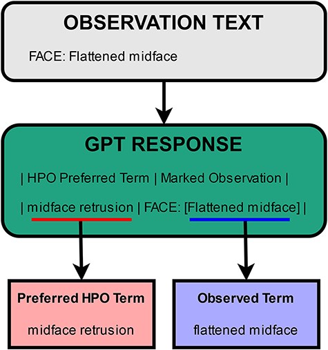 Illustration of terms extracted from the GPT response.