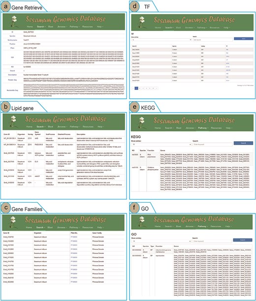 Genomic feature and exploration examples of SesamumGDB, including gene retrieve by species name and gene ID (a), targeted search for lipid metabolism genes (b), gene family discovery by species and Pfam classification (c), TFs in Sesamum genomes (d), KEGG pathways browsing (e), and GO terms annotations survey (f).