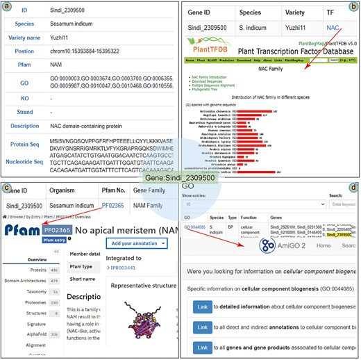 A case study of Sindi_2309500 gene in SesamumGDB, including gene profiles (a), transcription factor discovery (b), gene family exploration (c), and GO term search with database cross-referencing (d).