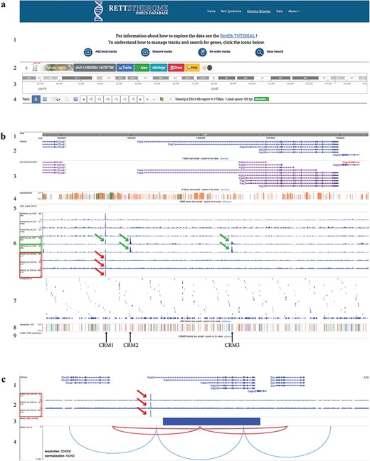 The RettDb database Genome Browser. (a) Genome browser top page: (1) links to tutorials, (2) settings, (3) chromosome ideogram, and (4) genomic view settings. (b) Genome browser tracks: (1) genomic ruler, (2) RefGene gene models, (3) Gencode gene models, (4) repeat masker, (5) CpG islands, (6) histone modifications and MECP2 ChIP-Seq peaks, (7) ReMap NR, (8) ReMap CRM, and (9) CIS-BP. (c) Tracks showing (1) RefGene gene models, (2) MECP2 ChIP-Seq peaks, (3) RNA-Seq track, and (4) HI-C maps. (c) A magnified image of the Pak3 locus as compared to (b). In this panel, the MECP2 ChIP-Seq tracks are only shown. The green frames in (b) (6) show H3K27ac and H3K4me3 peaks (green arrows), and the red ones show the MECP2 ChIP-Seq peaks (red arrows). The solid blue rectangle in (c) (3) indicates that Pak3 gene is downregulated in the MECP2 RNA-Seq data. Black arrows indicate the ReMap CRM positions. The red arcs in (c) (4) indicate the chromatin loops that include the putative Pak3 enhancer where MECP2 binds and the Pak3 locus.