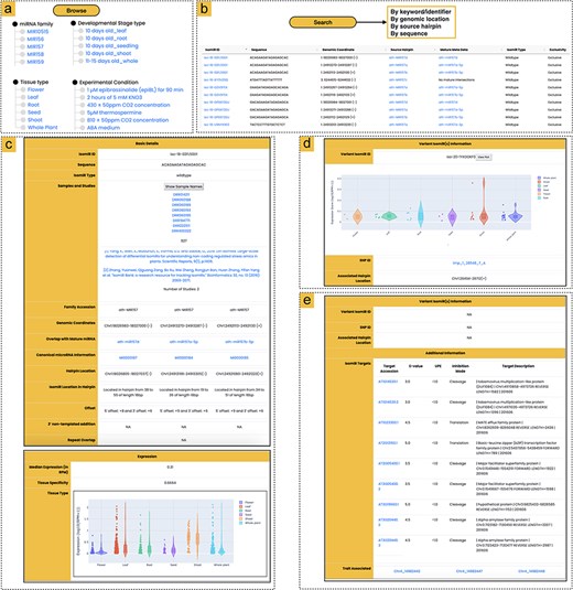 Overview of the athisomiRDB web interface features. (a) Browsing options for isomiR entries based on miRNA family, tissue type, developmental stage, or genotype. (b) Summary of available search engines for querying isomiR entries, with an example snapshot showing subset results in response to the keyword search ‘MIR157’. (c) Snapshots of isomiR iso-18-02FL50D1 from precursors MIR157d, MIR157a-5p, and MIR157b-5p, which were detected in 927 samples and two previously reported studies, along with expression information. (d) Variant isomiR information section presenting isomiRs with SNPs, such as iso-20-1YXOOKF0 from ath-MIR838, featuring a T > A alteration compared to the wild-type isomiR iso-20-9YXOOKF0. Details include the relevant SNP ID and expression profile of the variant isomiR. (e) Snapshot of iso-24-IP8E9Q9EK0, providing details on potential targets and associated SNPs linked to specific phenotypes. The isomiR is associated with three SNPs related to the flowering trait, identified from the AtMAD.