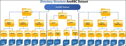 The directory structure of the AneRBC Dataset.
