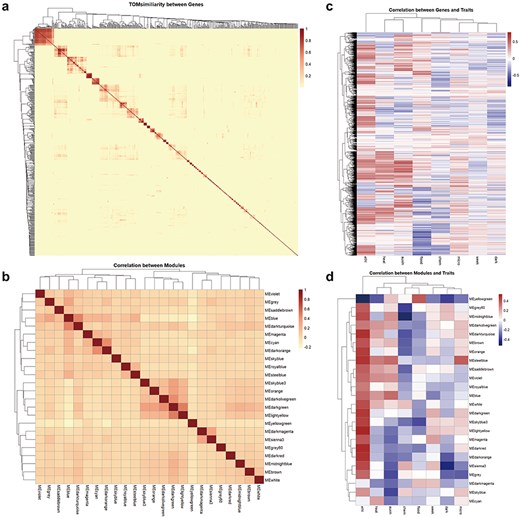 Correlation of genes, co-expression network modules, and traits. (a) Visualized heatmap of the TOMsimiliarity between ncRNA genes with coding potential. (b) Visualized heatmap of the correlation between 24 modules. (c) Visualized heatmap of the correlation between genes and traits. (d) Visualized heatmap of the correlation between module eigengenes and traits.