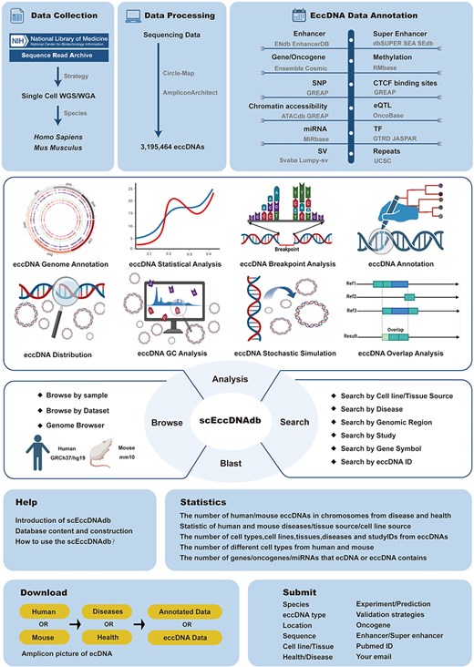 A schematic workflow of scEccDNAdb.