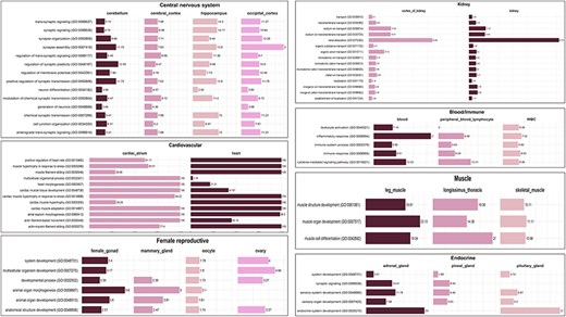Common enriched GO (biological process) terms for tissue categories: CNS, cardiovascular, kidney, endocrine, muscle, and female reproductive. The values in the bar represent fold enrichment for each enriched GO term in each tissue (P-value < .05).