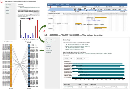 An example gene/mRNA page. (a) Homology section of an mRNA page and JBrowse and Synteny Viewer page that are hyperlinked from Alignments and Relationships sections. (b) Expression section of a gene page that shows a snippet from the Expression Heatmap Viewer.