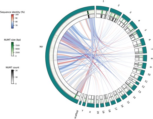 Circos plot of the Visualize functionality, single species use case using NUMTs of the rat genome where teal-colored outer track represents the different chromosomes and scaffolds; middle track shows a heatmap representation of cumulative NUMT sizes (in bp) of a given chromosome’s part while the inner track displays the number of NUMTs located in a specific part of a chromosome and links show the actual genetic flow from the mitochondrial genome to the parts of the nuclear genome.