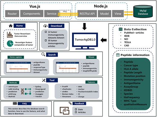 The top panel illustrates the overall architecture of TumorAgDB1.0, including the Vue.js frontend, Node.js backend, and MySQL database. The left panel presents the six functional modules of the database and the content included within each module. The right panel lists the data sources of the database, including IEDB, NCI, CAD, TESLA, and relevant research literature in the field, as well as various types of information about tumor neoantigens in the database, such as Peptide, Cancer type, HLA A allele, Peptide Length, Mutation position, Immunogenicity, AntigenName, AssayGroup, IEDBID, Species, hlaFrequency, MHC Type, and qualitativeMeasure. CAD is the cancer antigens database platform for cancer antigen algorithm development and information exploration.