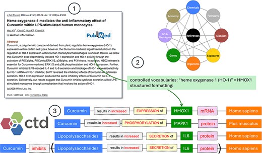 CTD Curation Overview. CTD biocurators review the literature (circle 1), transforming authors’ free text using a specific methodology to make it informative and computational. Well-defined controlled vocabularies are used for every biological aspect of CTD, including chemicals, genes, phenotypes, diseases, anatomical terms, pathways, exposures, and species, as well as edges which represent the relationship between terms. Here, the CTD biocurator normalizes the free text heme oxygenase 1 and HO-1 to the NCBI Gene primary symbol HMOX1 (circle 2). Curation is rendered in CTD using a highly structured, systematic methodology (circle 3).